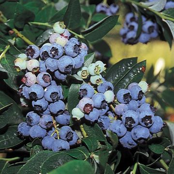 Photo of Edible Landscape Blueberry Plant Collection