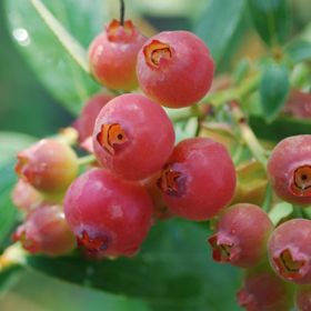 Photo of Edible Landscape Blueberry Plant Collection