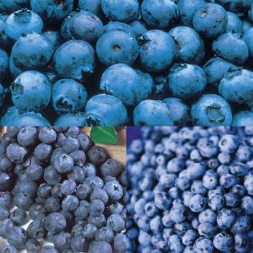 Photo of Little Blueberry Plant Collection
