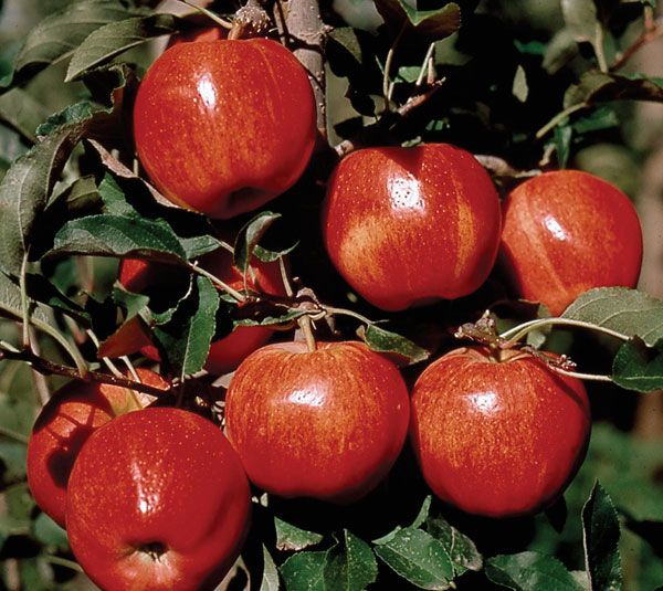 Gala Apples