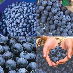 Photo of Baker's Blueberry Plant Collection
