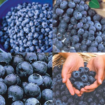 Photo of Baker's Blueberry Plant Collection