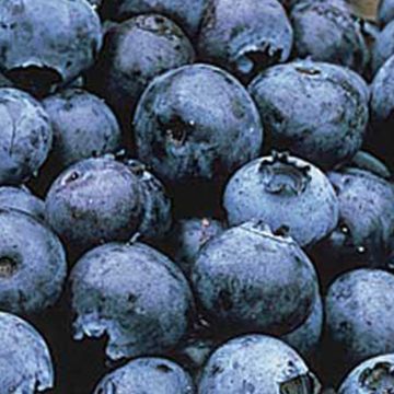 Photo of Baker's Blueberry Plant Collection