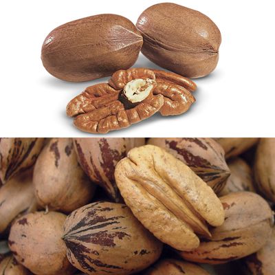 Stark® Exclusive Pecan Tree Collection