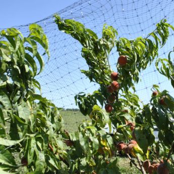 Berry bushes with netting