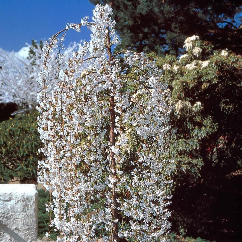 Snow Fountains Weeping Cherry Trees Flowering Trees Stark Bro S Snow Fountains Weeping Cherry Trees Flowering Trees Stark Bro S