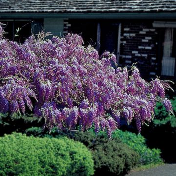 Photo of Tree Wisteria