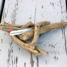 Photo of Horseradish Plant