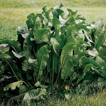 Photo of Horseradish Plant