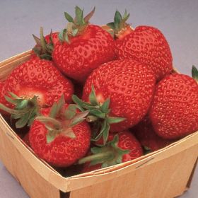 Photo of Eversweet® Strawberry Plant
