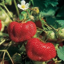 Photo of Ozark Beauty Strawberry Plant