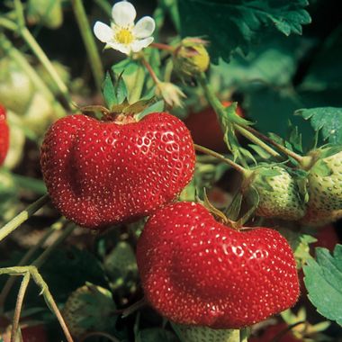 Photo of Ozark Beauty Strawberry Plant