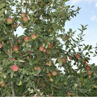 Apple Trees For Sale - Buy Apple Trees From Stark Bro's