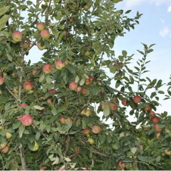 Apple Trees