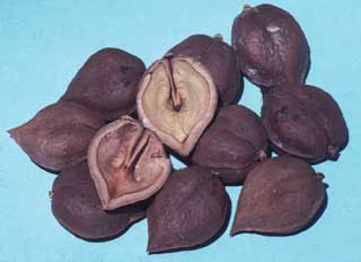 Westfield Heartnut Tree for Sale | Stark Bro's