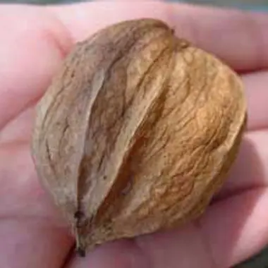 Photo of Missouri Mammoth Hickory Nut Tree