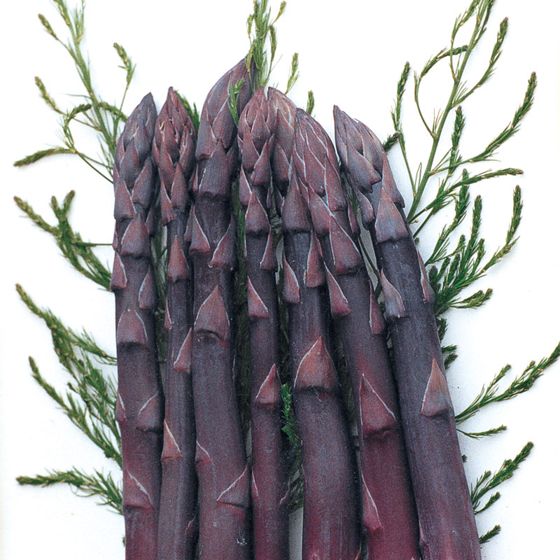 Photo of Purple Passion Asparagus Plant