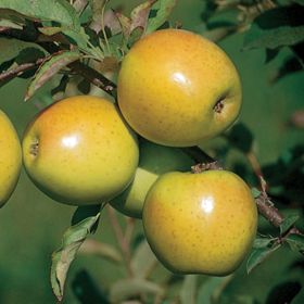 Photo of GoldRush Apple Tree