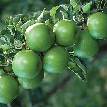 Photo of Starkspur® Granny Smith Apple Tree