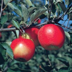 Photo of Jonagold Apple Tree