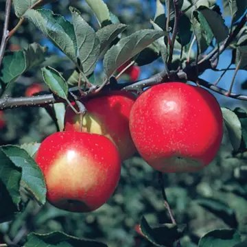 Photo of Jonagold Apple Tree
