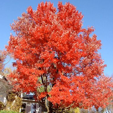 Photo of Red Sunset® Maple Tree
