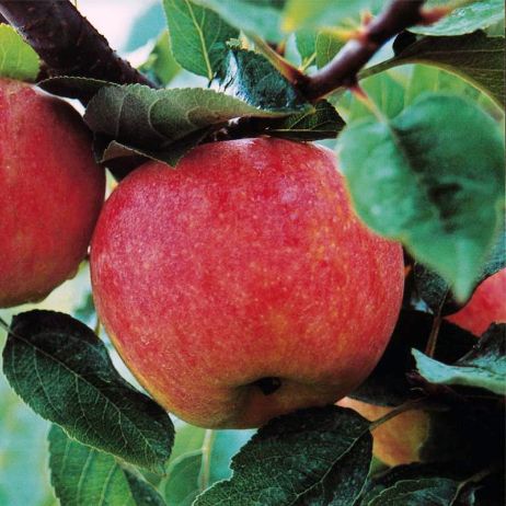 Aztec Fuji® Apple Tree for Sale | Stark Bro's