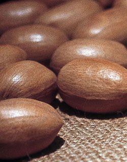 Photo of Missouri Hardy Pecan Tree