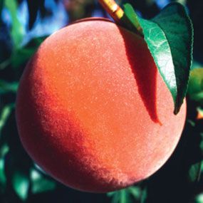 Photo of Stark® Hal-Berta Giant™ Peach Tree