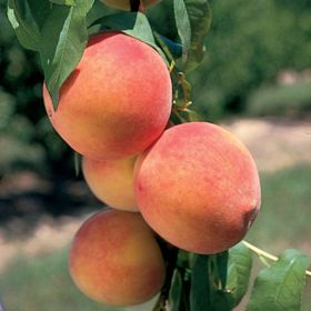 Photo of Desertgold Peach Tree