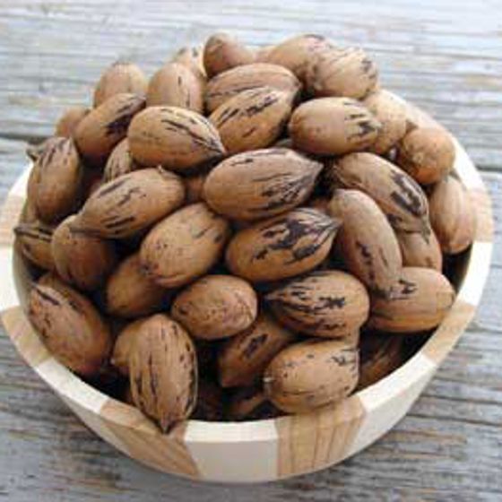 Photo of Pawnee Pecan Tree