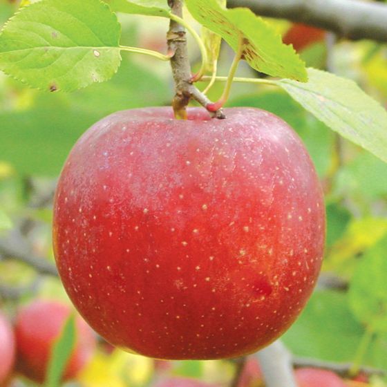 Photo of Stark® Little Jewel Apple Tree