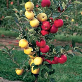 Starkspur® McIntosh Apple Tree - Stark Bro's