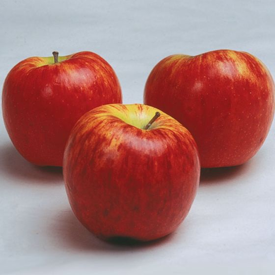 Photo of Stark® BraeStar™ Apple Tree