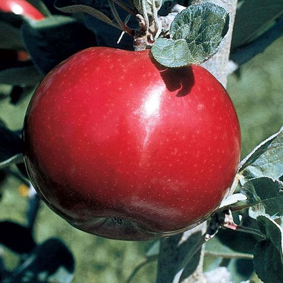 Photo of Starkspur® UltraMac™ Apple Tree