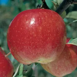 Photo of September Wonder® Fuji Apple Tree