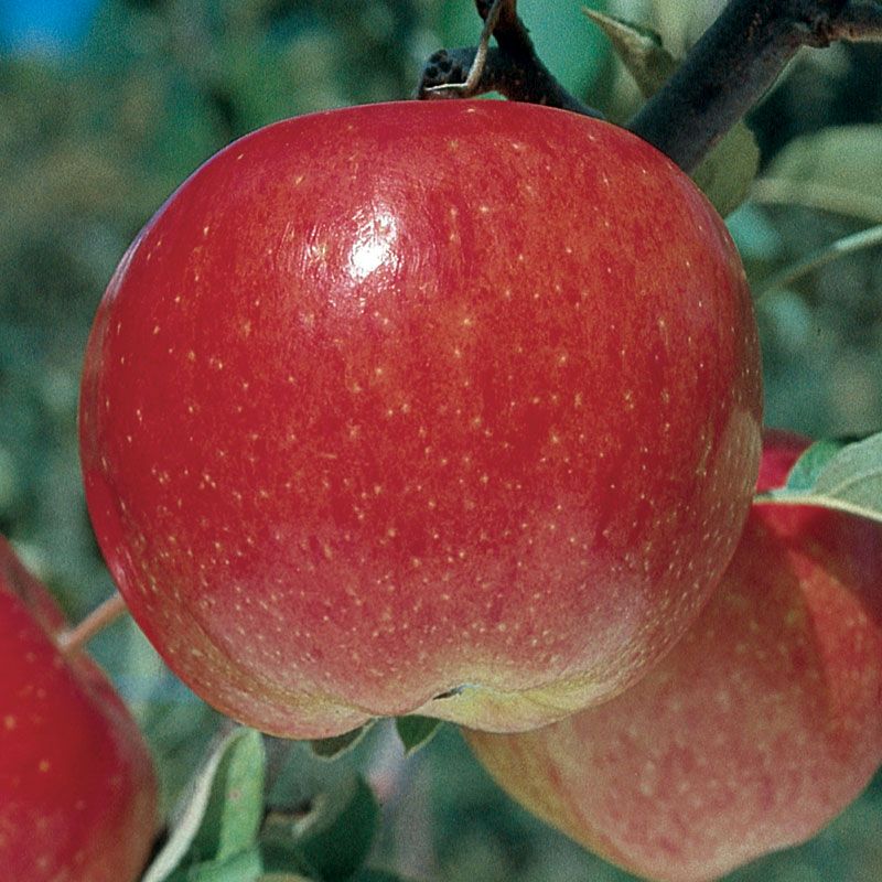 Organic Apples Fuji Information and Facts