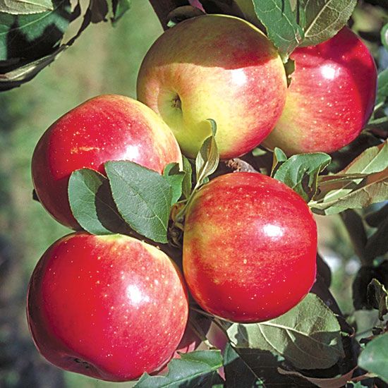 Photo of Zestar!® Apple Tree