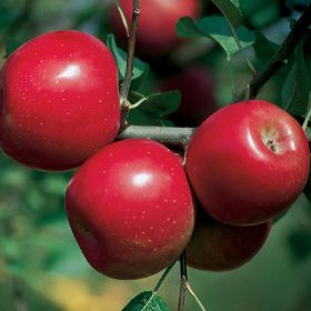 Starkspur® Red Delicious Apple Tree - Stark Bro's