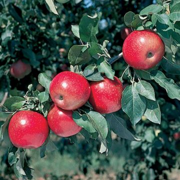 Photo of Starkspur® Winesap Apple Tree