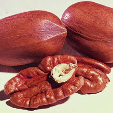 Photo of Starking® Hardy Giant™ Pecan Tree