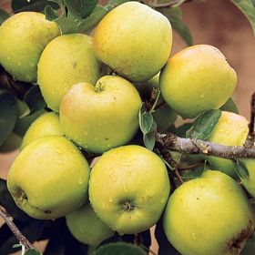 Photo of Hawaii Apple Tree