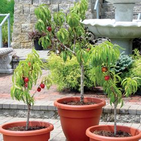 Photo of Stark® HoneyGlo™ Miniature Nectarine Tree
