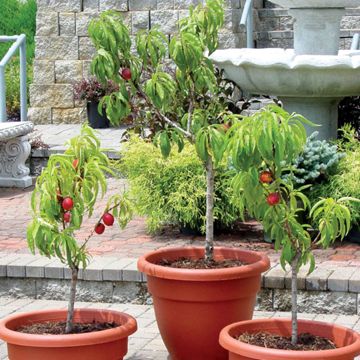 Photo of Stark® HoneyGlo™ Miniature Nectarine Tree