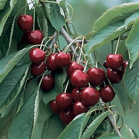 Photo of Blackgold® Sweet Cherry Tree