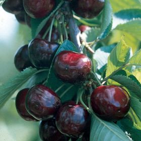 Photo of Royalton™ Sweet Cherry Tree