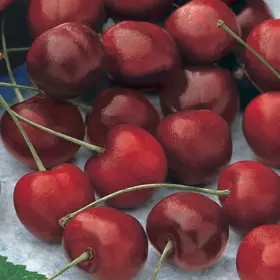 Photo of Stella Sweet Cherry Tree