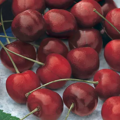 Photo of Stella Sweet Cherry Tree
