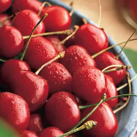Photo of Balaton® Sour Cherry Tree