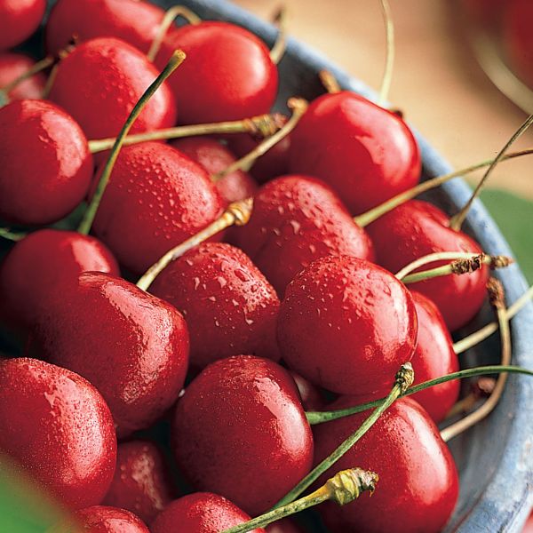 Photo of Balaton® Sour Cherry Tree